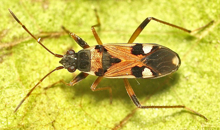 Another Bulgarian Lygaeid species, Lygaeidae: Beosus quadrimaculatus